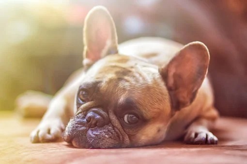 Superbug passed from dogs to owners risks ‘nightmare scenario’