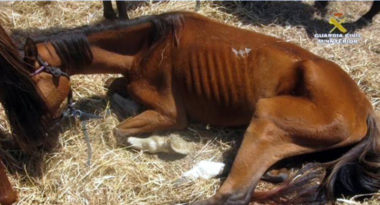 Cadiz farm owner investigated for serious animal abuse