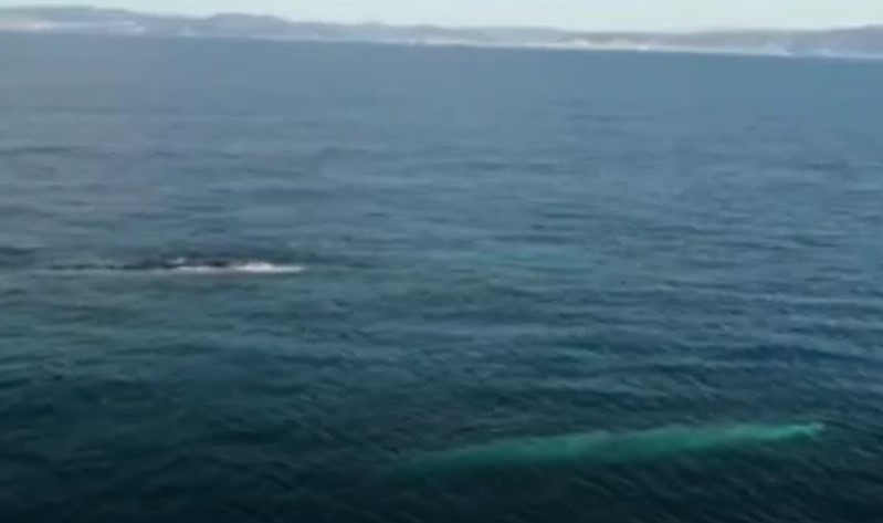 Number of whales spotted off Catalan coast doubles