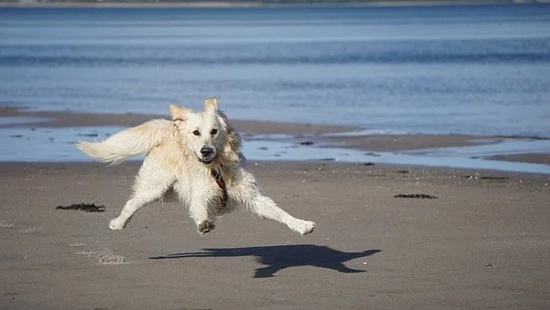Fishhook danger on Fuengirola dog beaches