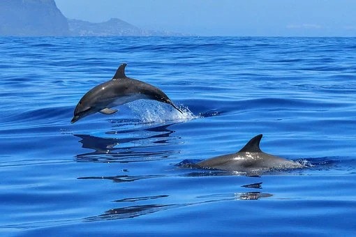Where to Spot Wild Dolphins in Spain