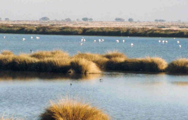 The Doñana National Park is a magical place to visit this Summer