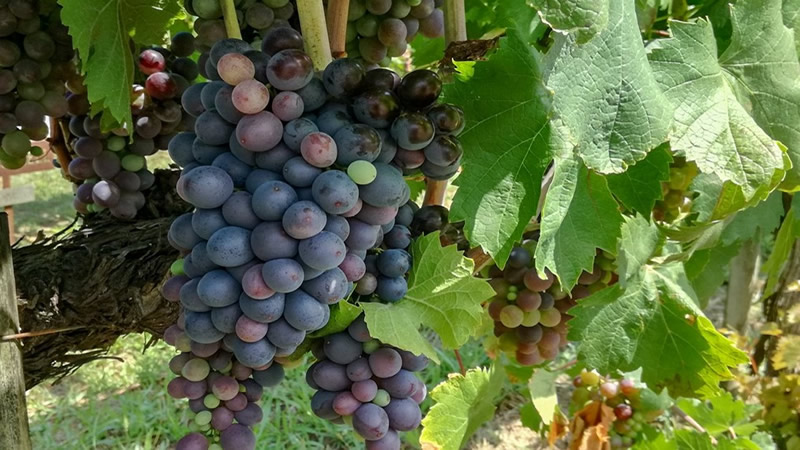 Axarquia grape harvest expected to reveal 10 per cent decrease