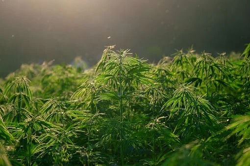 Busted for having nearly 8,000 marijuana plants in Almeria