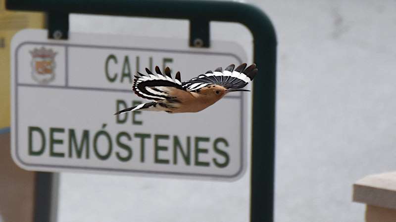 Hoopoes are colourful residents of Malaga Province