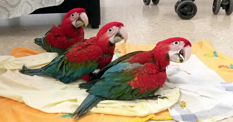 Almuñecar's Loro Sexi Park has three new red macaws