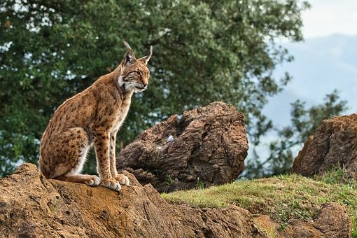 Iberian lynx to be reintroduced by the regional government