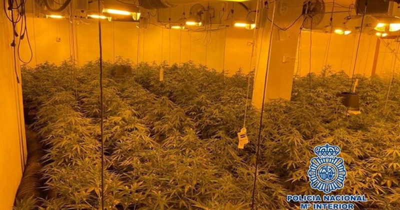 Marijuana greenhouse discovered in a house in Benalmadena