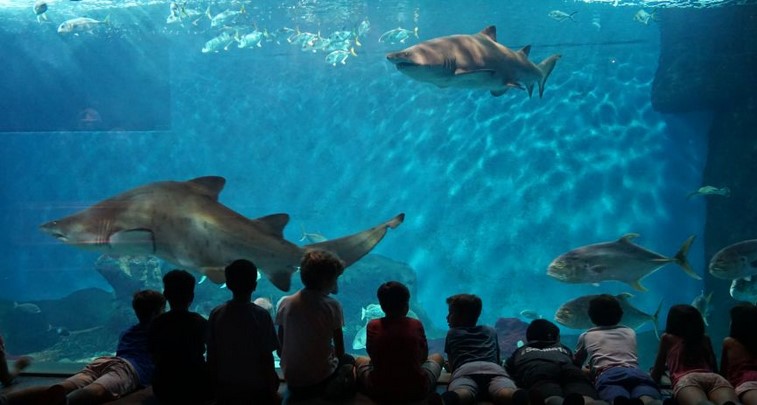 Sevilla Aquarium invites you to a 'Blue Summer'