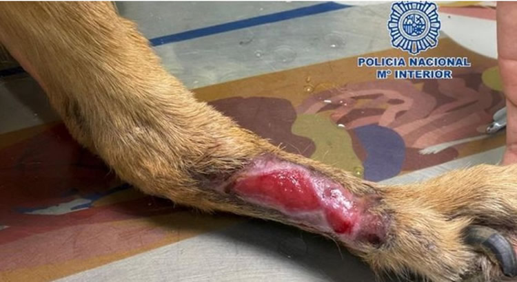 Velez-Malaga dog owner arrested for alleged animal abuse