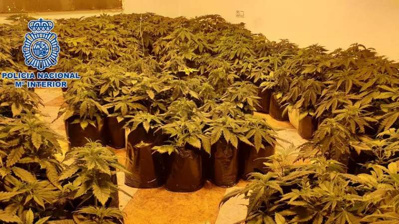 Multiple arrests in Almeria for growing over 700 marijuana plants