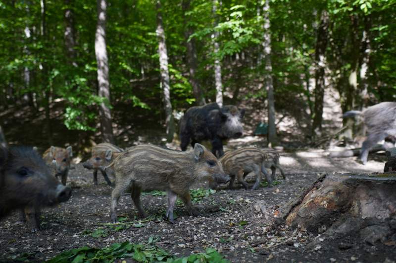 Wild boar are a potential danger to the climate