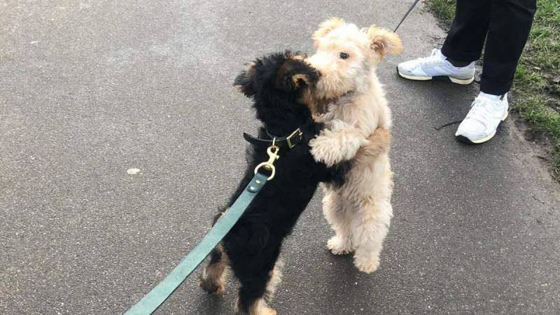Seven month old puppy loves to hug other dogs on walks