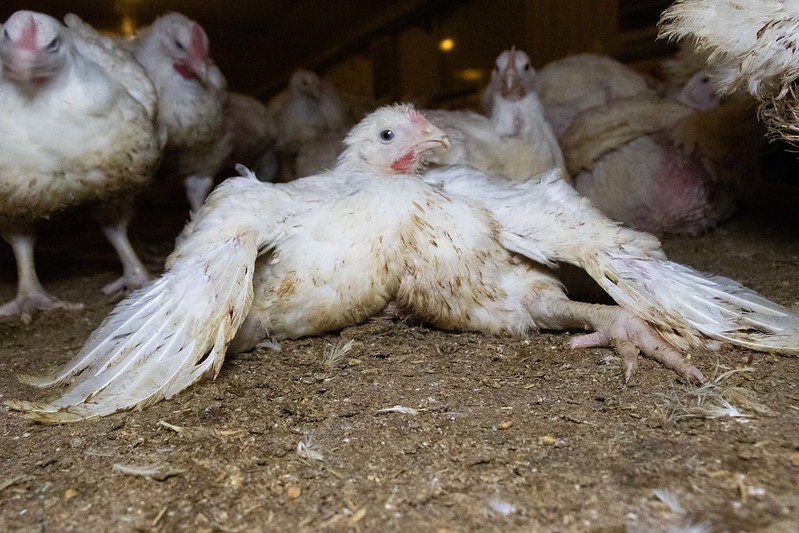 Legal challenge over Government's failure to prevent use of FrankenChickens