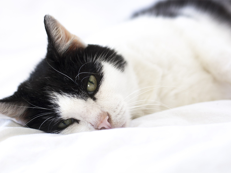 Long-lost cat found after owner overhears meow on the telephone