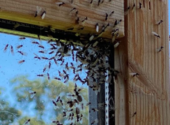 Millions of insects swarm the skies as 'Flying Ant Day' hits in the UK