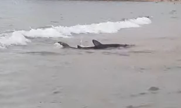 Shock as shark reaches the shore on Benidorm beach