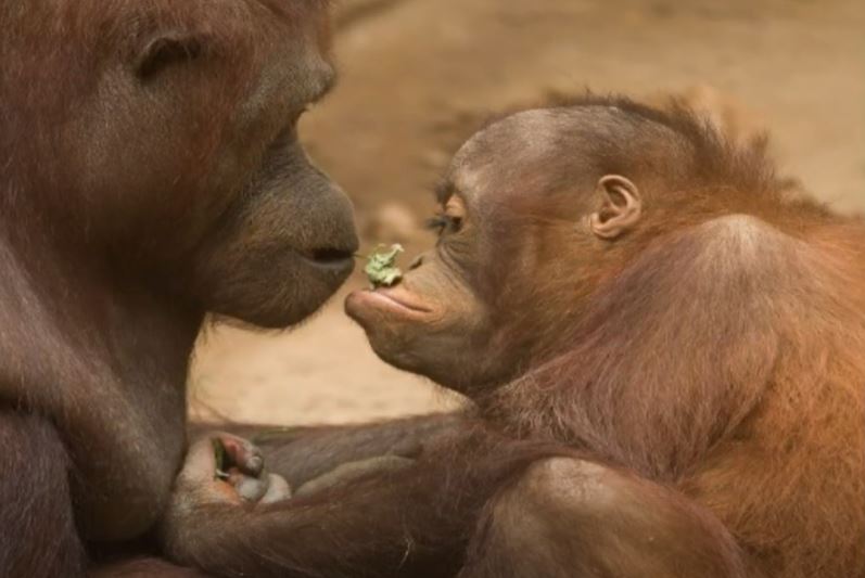 Baby orangutan delights crowds at Spanish zoo in Spain’s Fuengirola