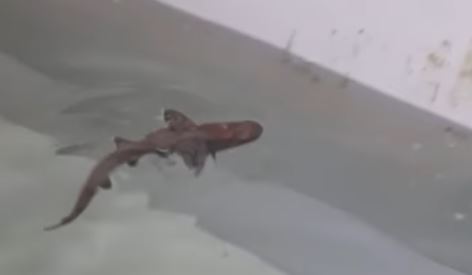 Miracle baby shark born in female-only tank baffles scientists