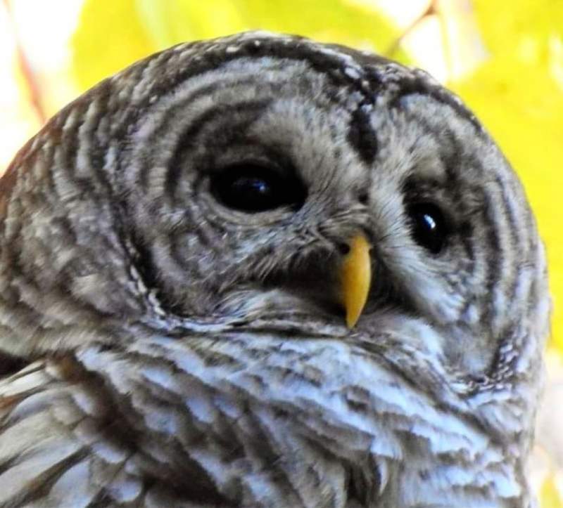 Famous Central Park owl Barry killed in crash with truck