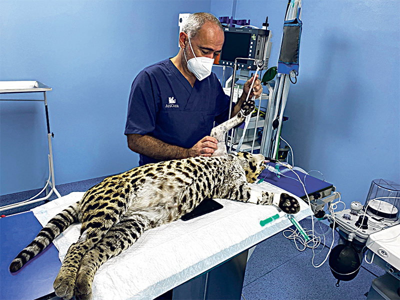 Surgeon José Rial preparing the ocelot to be operated on