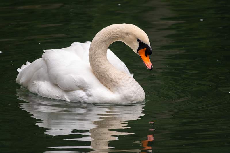 Police in Sevilla arrest 22-year-old youth for killing a white swan