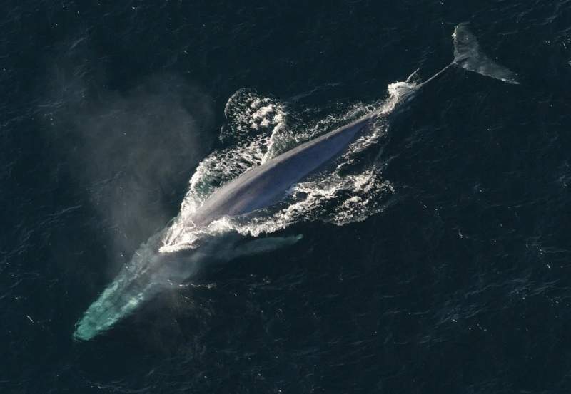 ‘Homesick’ Blue whales returning to Spain after 40-year absence