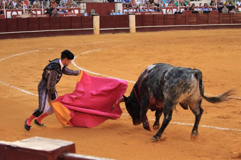 Anger as bull reportedly rammed to death by car after ring escape in Spain