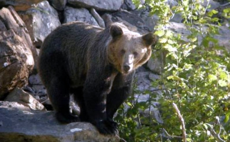 Experts in Asturias claim a brown bear didn't mean to harm a woman it injured