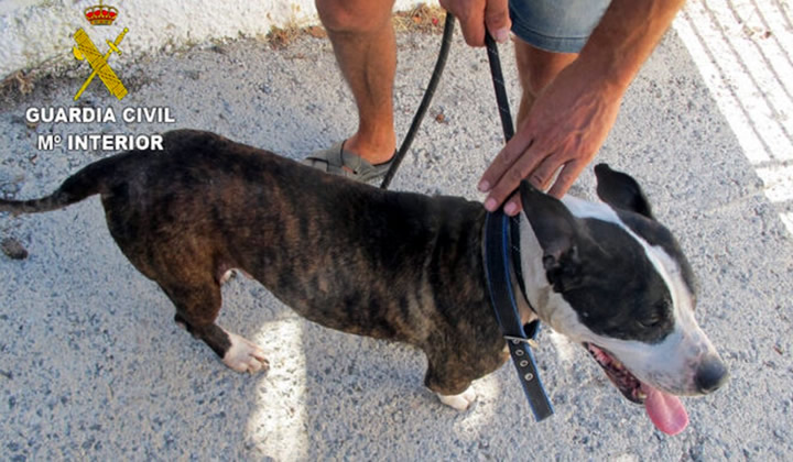 Motril Guardia Civil investigate a man for alleged animal abuse