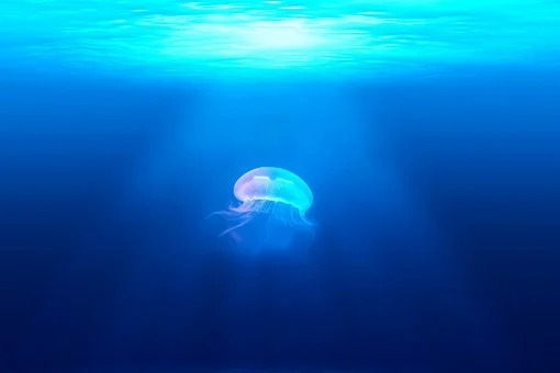 Jellyfish summer for Spain’s Malaga
