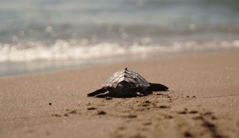 Juanma Moreno releases fifteen baby loggerhead turtles into the sea