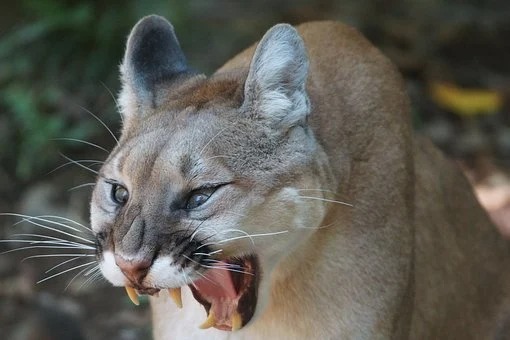 Heroic mum punches mountain lion that dragged her 5-year-old son away