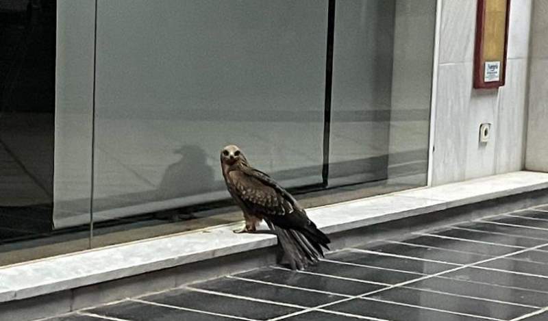 One frustrated bird of prey in Nueva Andalucia