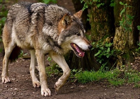 Wave of wolf attacks in Spain as government set to ban wolf hunting
