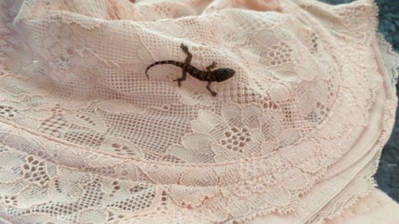 Lingerie-loving lizard travels 4,000 miles in bra