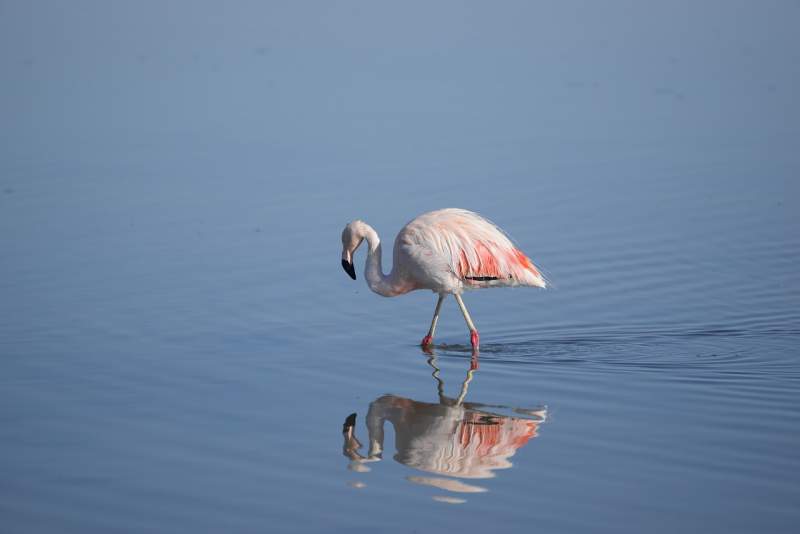 Flamingo doing nicely