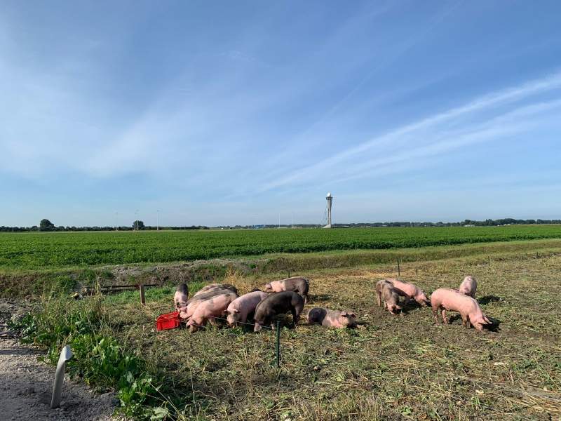 Pig patrol: Swine to ward off birds around Schiphol airport