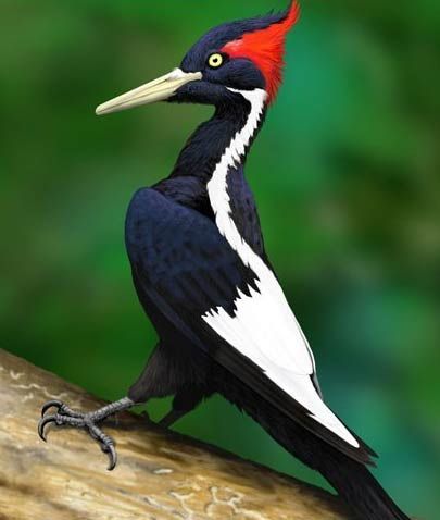 Ivory-billed woodpecker, inspiration for Woody Woodpecker, is extinct