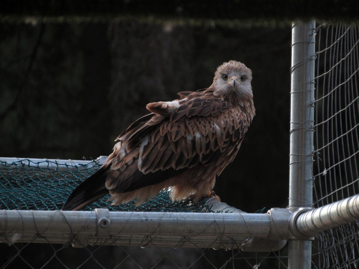 One of the released Red Kites