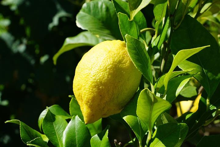 No more concessions to South African citrus growers, warns Spain