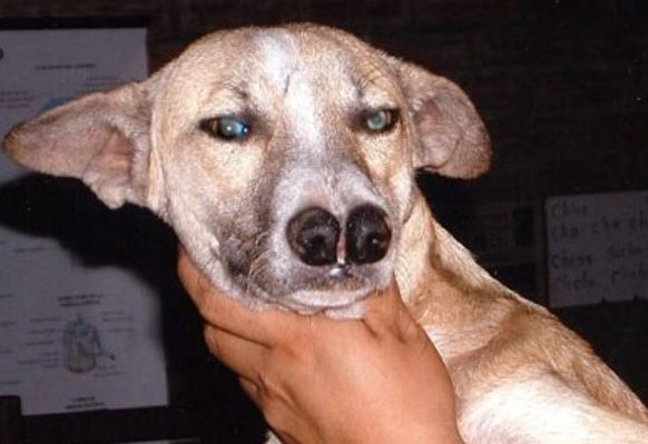 The double-nosed Andean tiger hound really has two noses