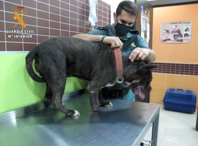 Man investigated after malnourished dog with a partially amputated leg discovered