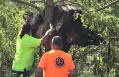 Workers rescue a cow trapped in a tree after Hurricane Ida