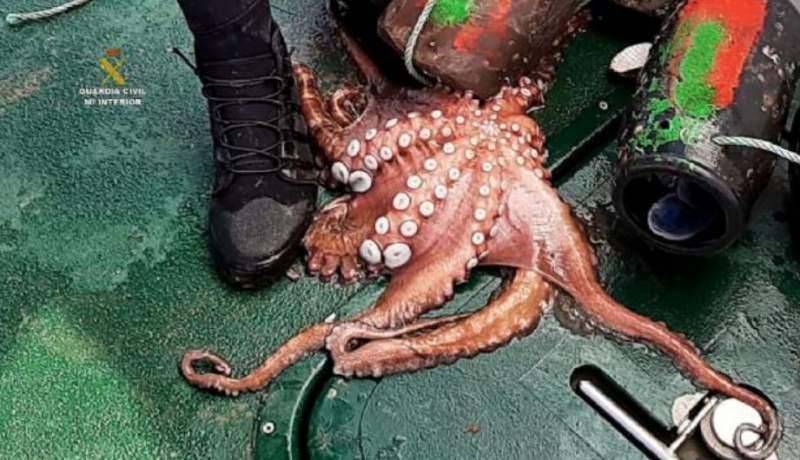 More than 260 kilos of live octopuses rescued from illegal 'traps'