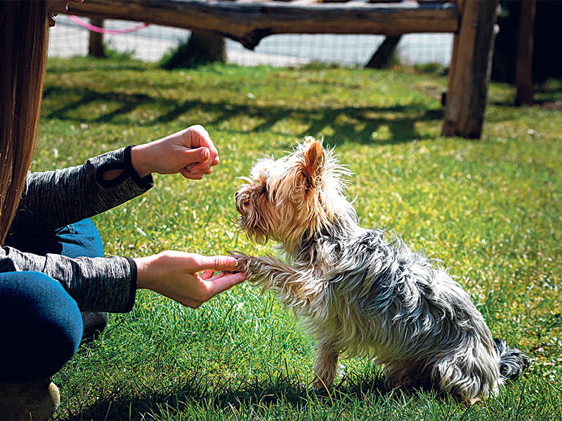 Dogs are smart creatures and need stimulation as well as care.