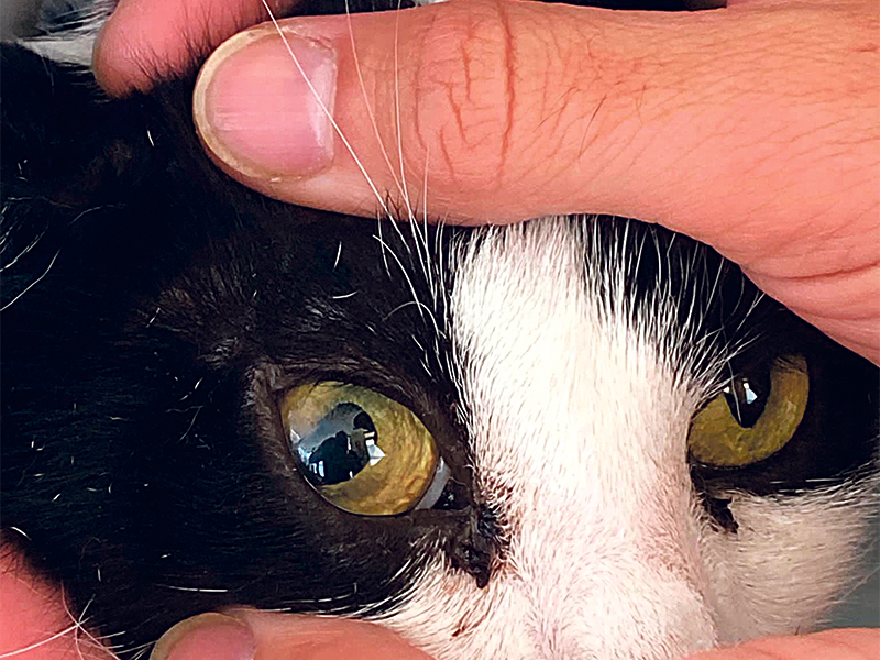 Taking care of of our pets’ eyes