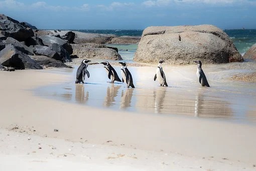Honey bee swarm kills 63 endangered penguins