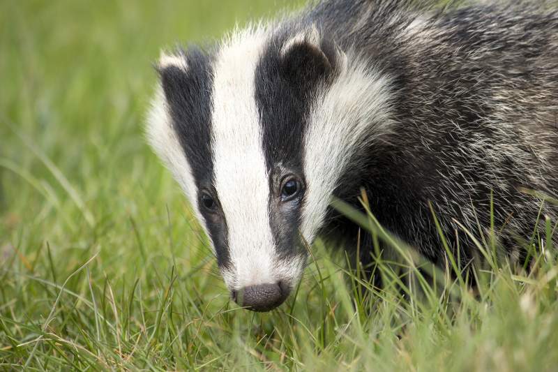 RSPCA dismayed by increased badger culls