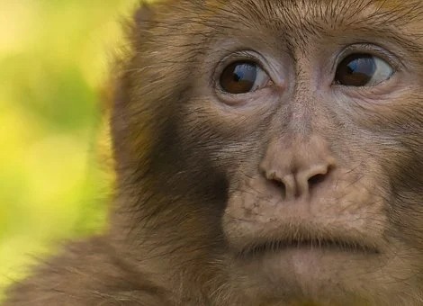 Hungry Bali monkeys raid homes